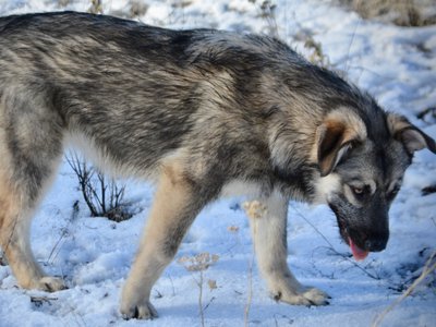 Apple Cider - walking sideways2 - right - 6 months old