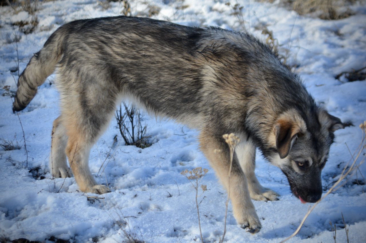 Apple Cider - walking sideways3 - right - 6 months old