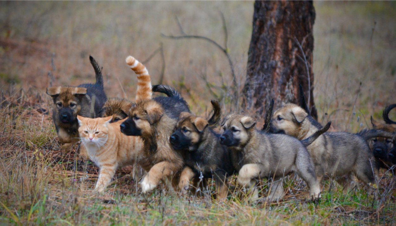 Cat with Puppies