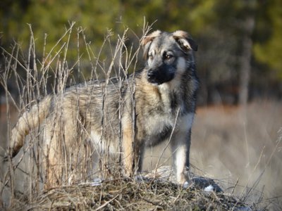 Apple Cider - standing on mountain - right - shining eyes - 6 months old