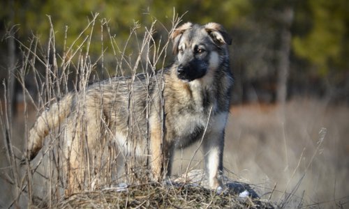 Apple Cider - standing on mountain - right - shining eyes - 6 months old