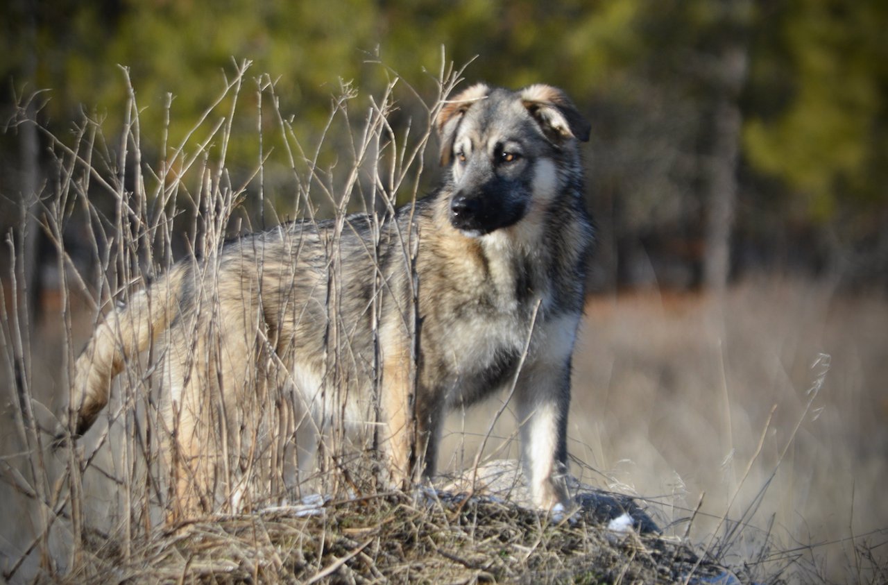 Apple Cider - standing on mountain - right - shining eyes - 6 months old