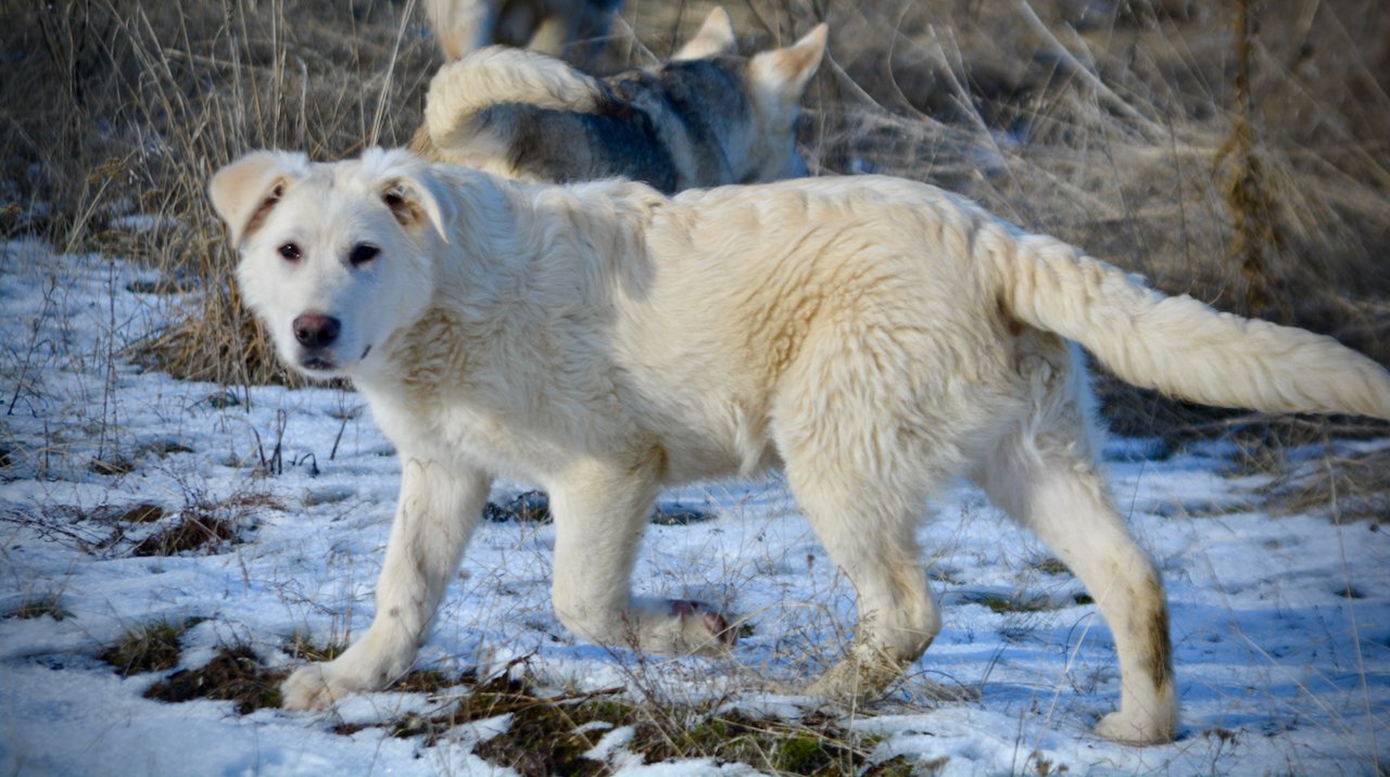 Everest - trotting sideways left - 6 months old - looking at camera