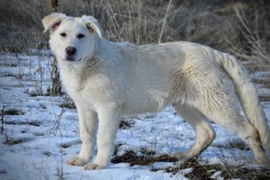 Everest - standing pretty left - 6 months old - snow