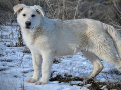 Everest - standing pretty left - 6 months old - snow