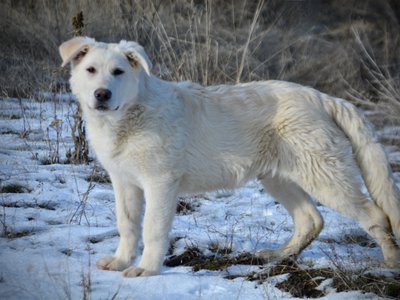 Everest - standing pretty left - 6 months old - snow