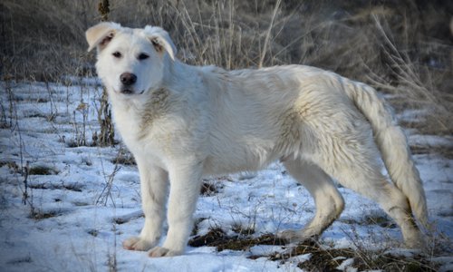 Everest - standing pretty left - 6 months old - snow