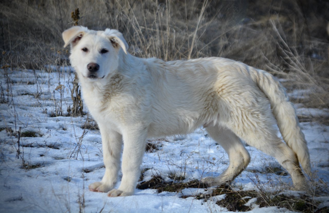 Everest - standing pretty left - 6 months old - snow