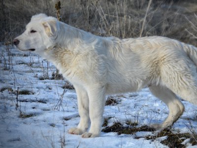 Everest - standing pretty - looking sideways - 6 months old