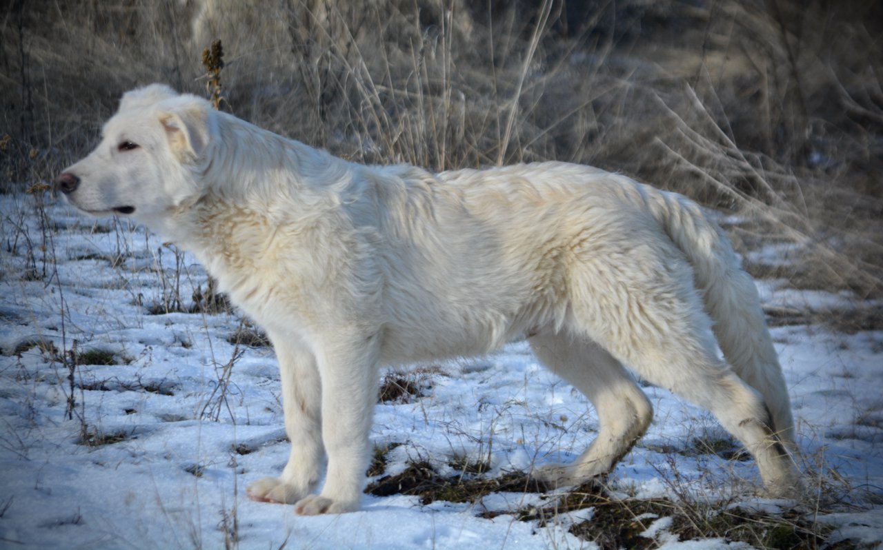 Everest - standing pretty - looking sideways - 6 months old