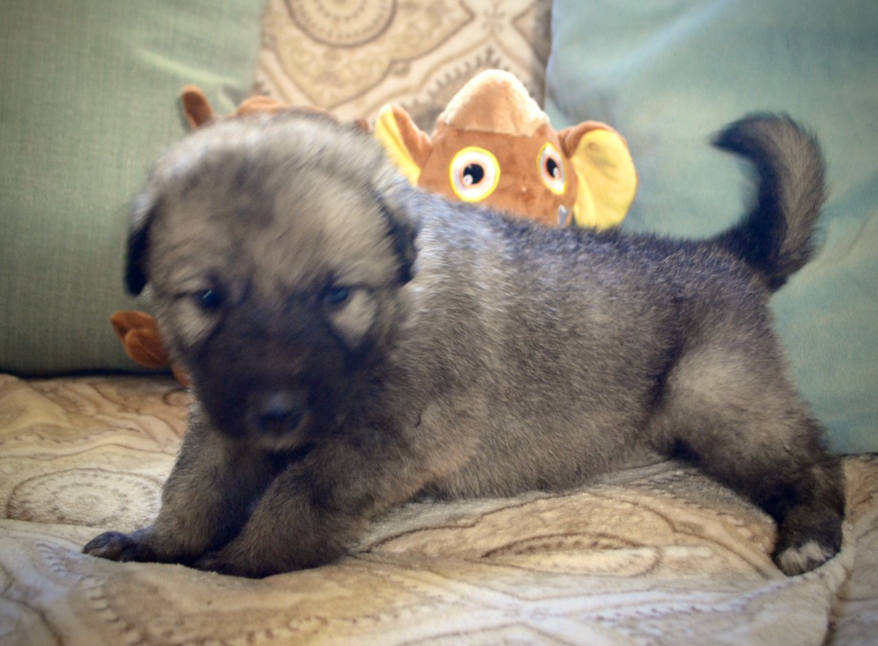 Nikola Tesla - 3 weeks old - 2.jpeg