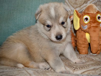 Gladys Mae West - 3 weeks old - 1.jpeg