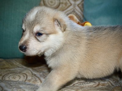 Gladys Mae West - 3 weeks old - 2.jpeg