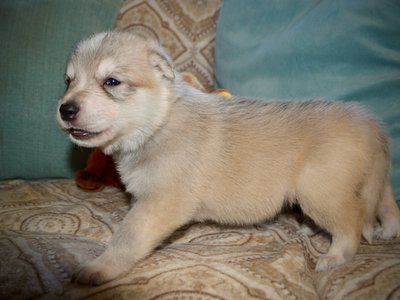 Gladys Mae West - 3 weeks old - 3.jpeg