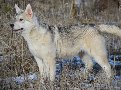 Corvette - standing pretty - 6 months old - tail out