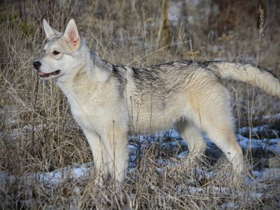 Corvette - standing pretty - 6 months old - tail out