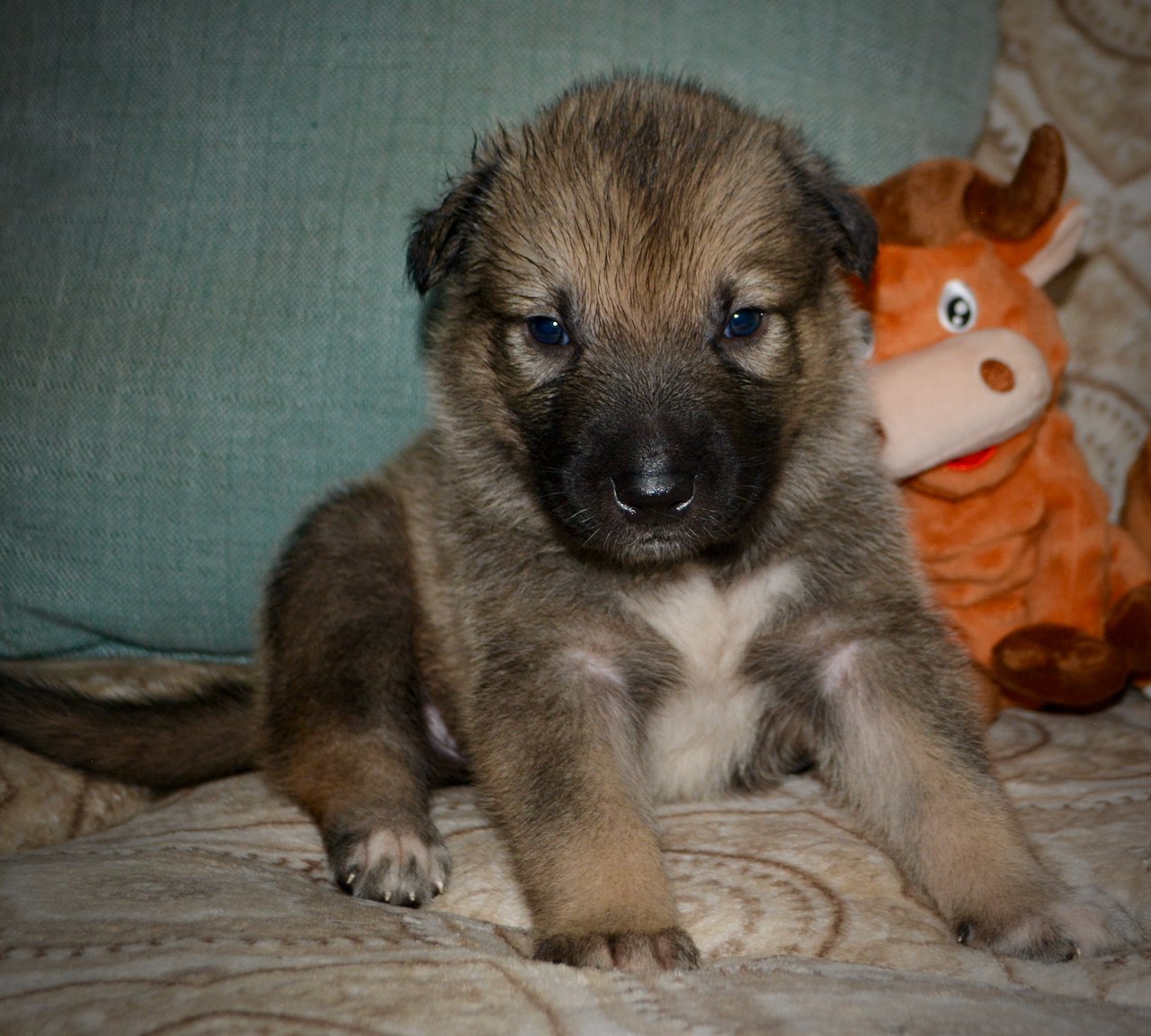 Sir Isaac Newton - 3 weeks old - 3.jpeg