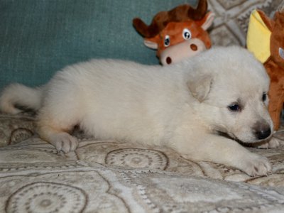 Hedy Lamarr - 3 weeks old - 1.jpeg