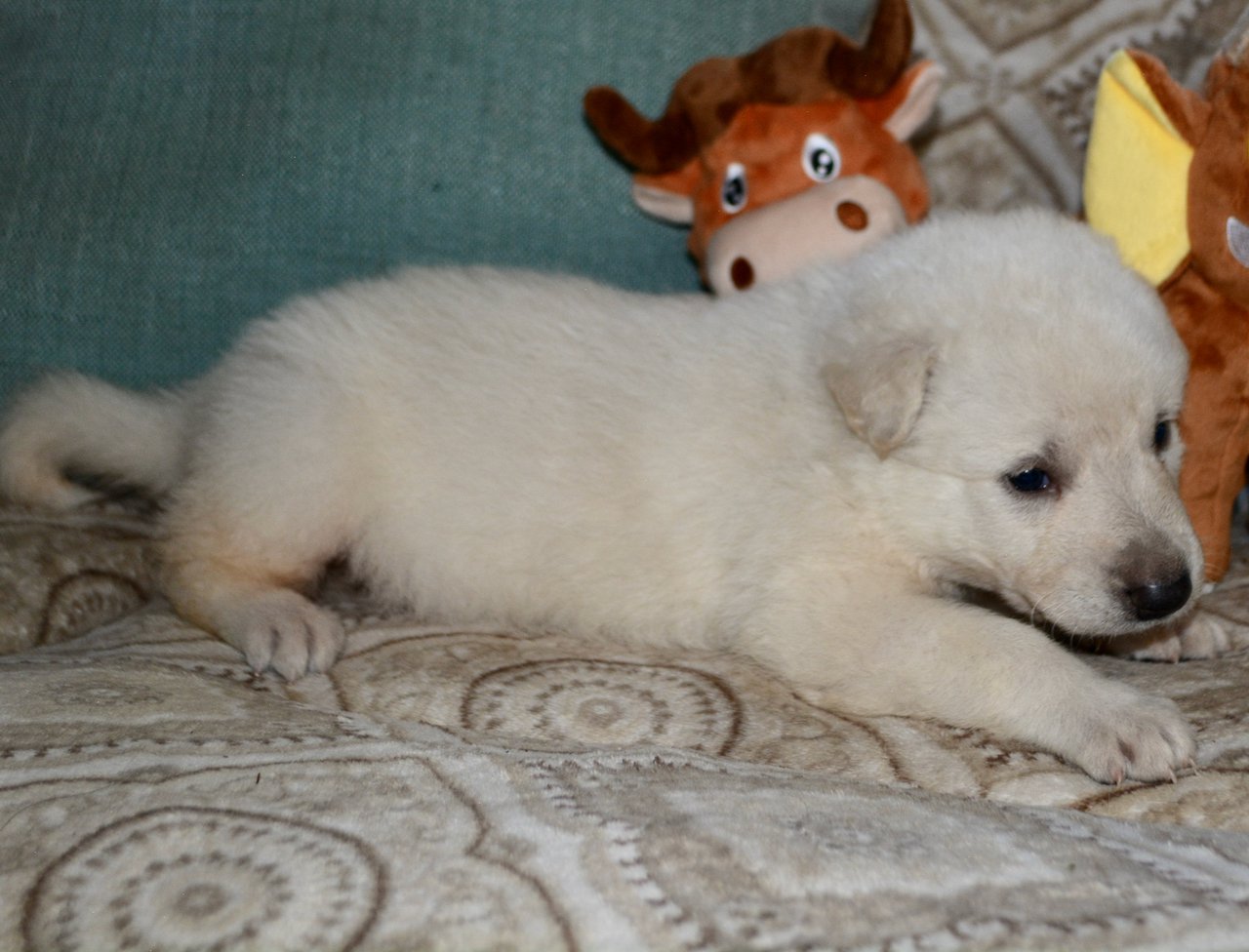 Hedy Lamarr - 3 weeks old - 1.jpeg