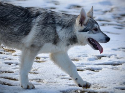 Mustang - walking right - 6 months old - wolf look