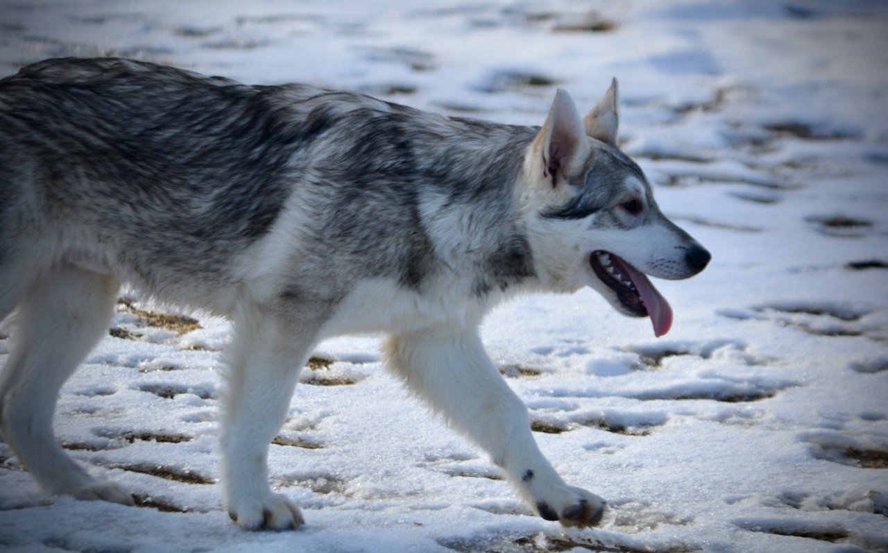 Mustang - walking right - 6 months old - wolf look