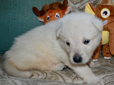 Grace Hopper - 3 weeks old - 1.jpeg