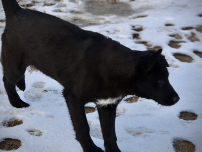 Licorice - dark black - snow - 6 months old