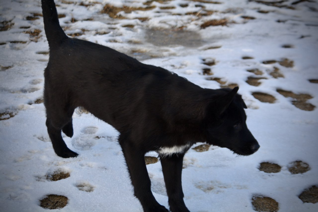 Licorice - dark black - snow - 6 months old