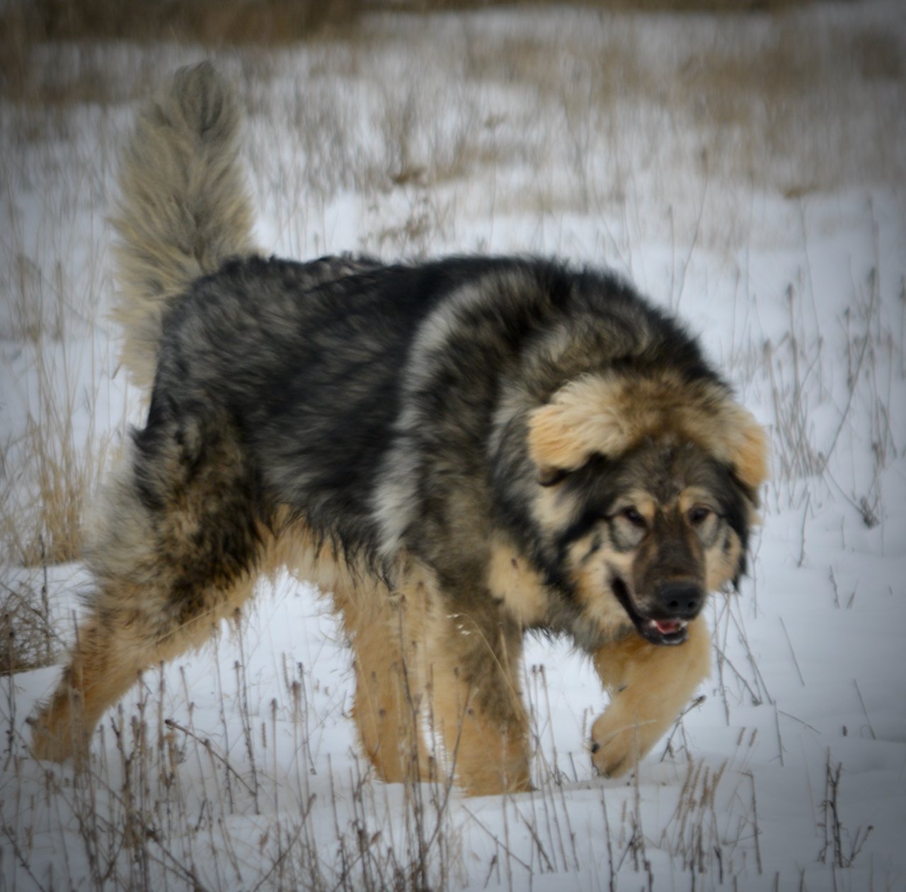 Creature - 10 months old - stalking head down