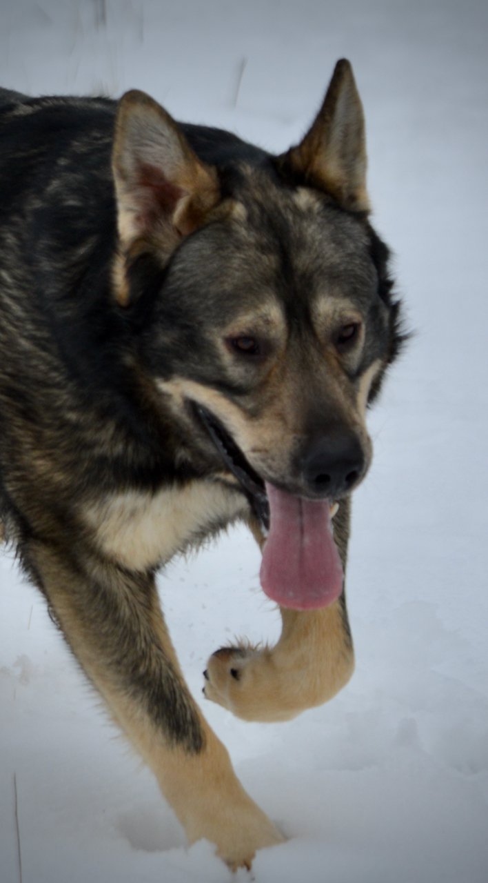 Cookie Monster - snow - ear up - head shot