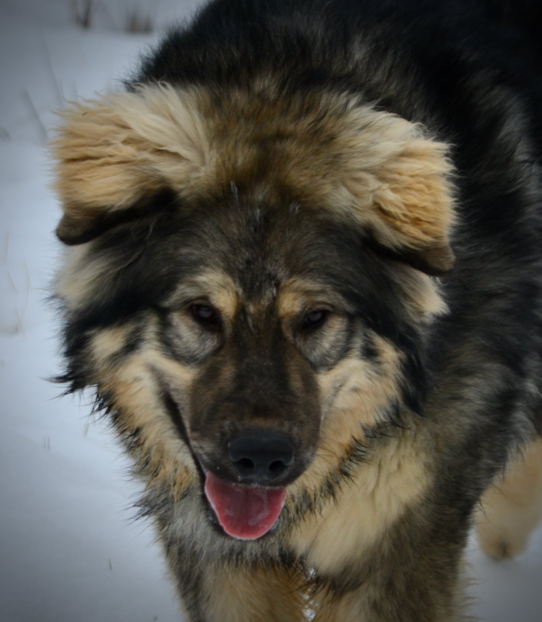 Creature - 10 months old - head shot