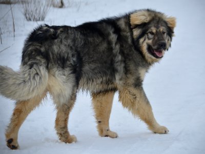 Creature - 10 months old - walking right looking back