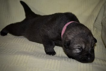 Cherry Blossom - 1 week old - Rosebud - stretching