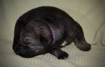 Cherry Blossom - Bluebell - one week old - face turning