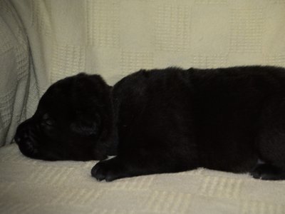 Cherry Blossom - Equinox - one week old - down left