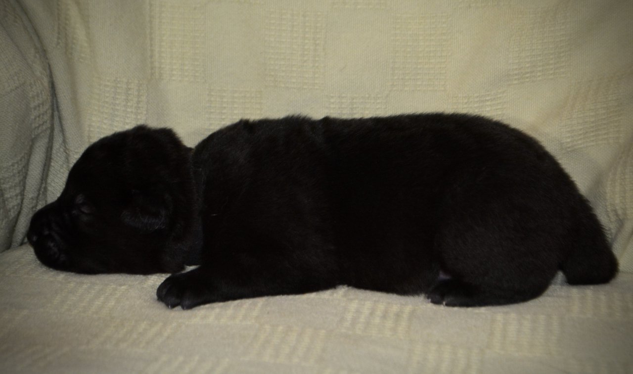 Cherry Blossom - Equinox - one week old - down left