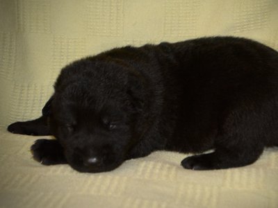 Cherry Blossom - Equinox - one week old - down face left