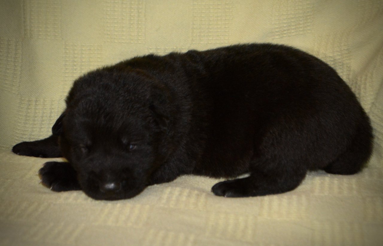 Cherry Blossom - Equinox - one week old - down face left