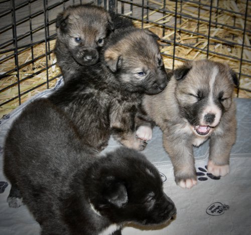 Early America - 3 weeks old - 4 pups