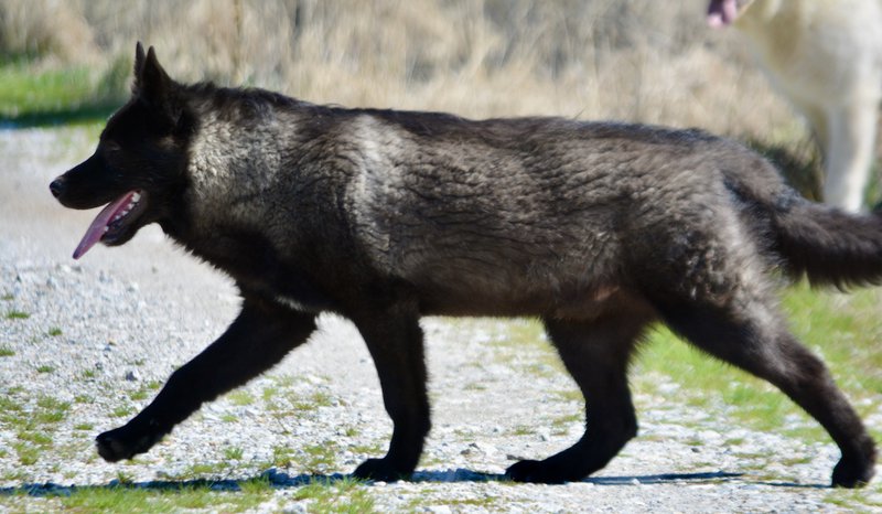 Lincoln - 7 months old - walking left1.jpeg