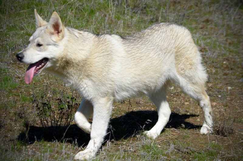 Corvette - 7 months old - walking forward left.jpeg