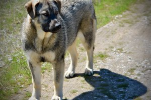 Dell - 7 months old - standing forward.jpeg