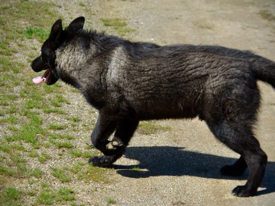 Lincoln - 7 months old - trotting left.jpeg
