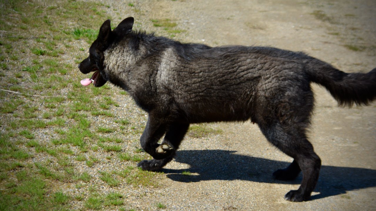 Lincoln - 7 months old - trotting left.jpeg