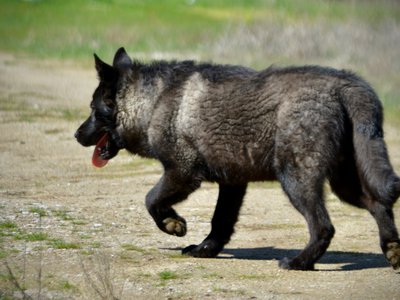 Lincoln - 7 months old - trotting away.jpeg