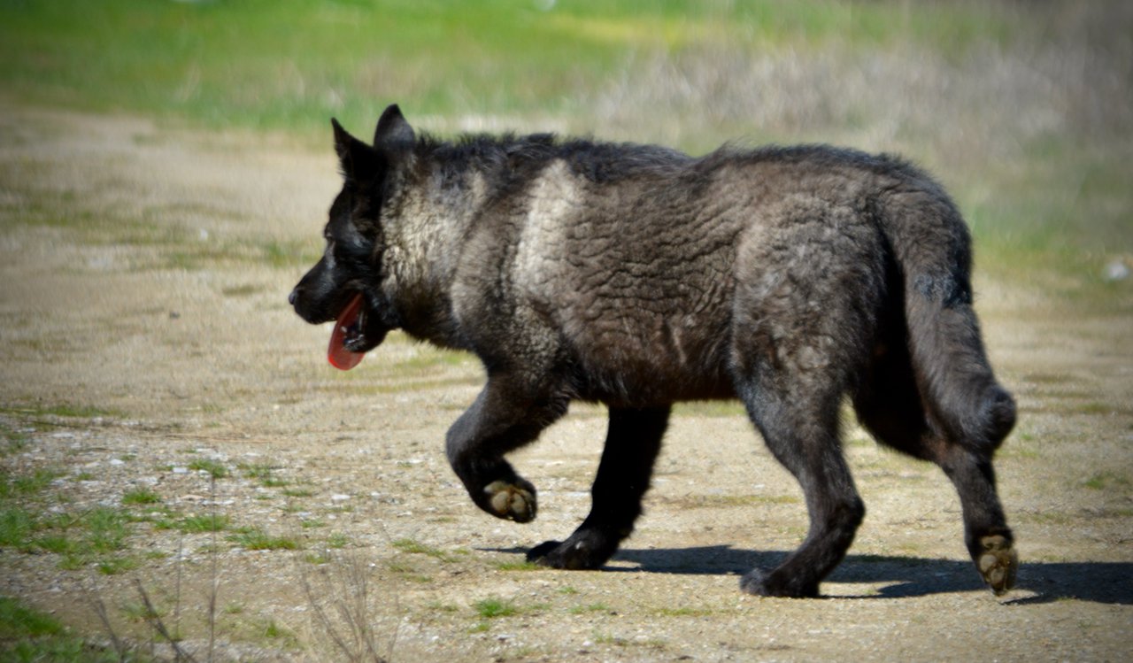 Lincoln - 7 months old - trotting away.jpeg