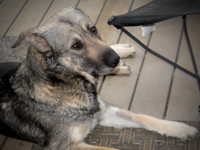 Jengu - laying down - after puppies