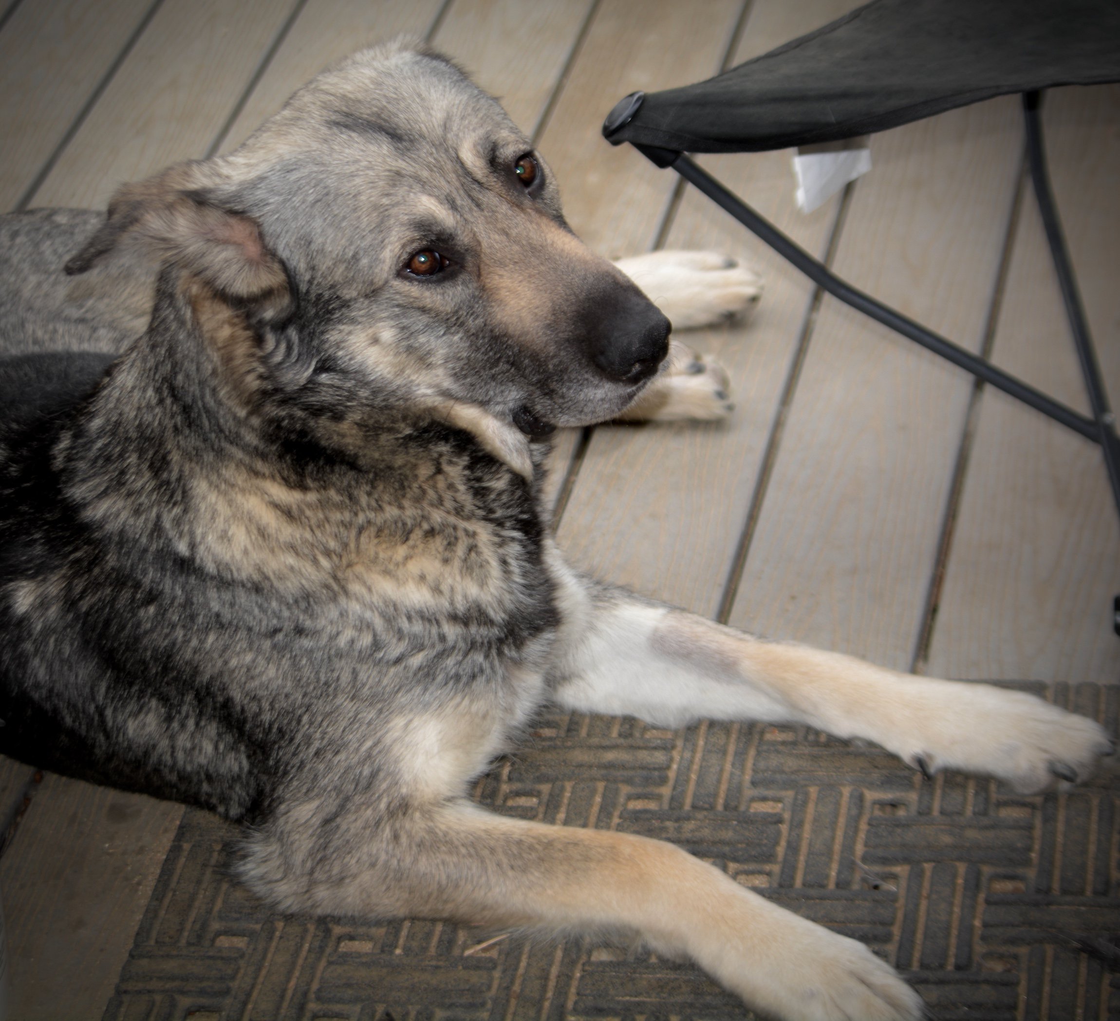 Jengu - laying down - after puppies