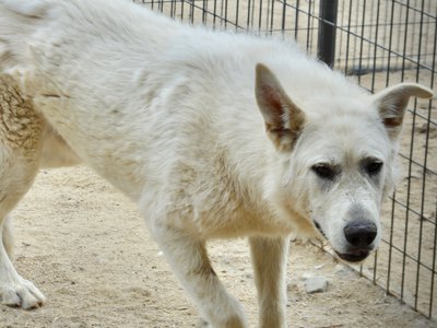 Everest - 11 months old - trotting forward