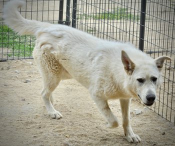Everest - 11 months old - trotting forward